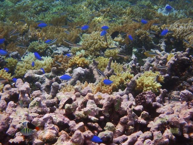 Nomad Divers Bangka Likupang Екстер'єр фото